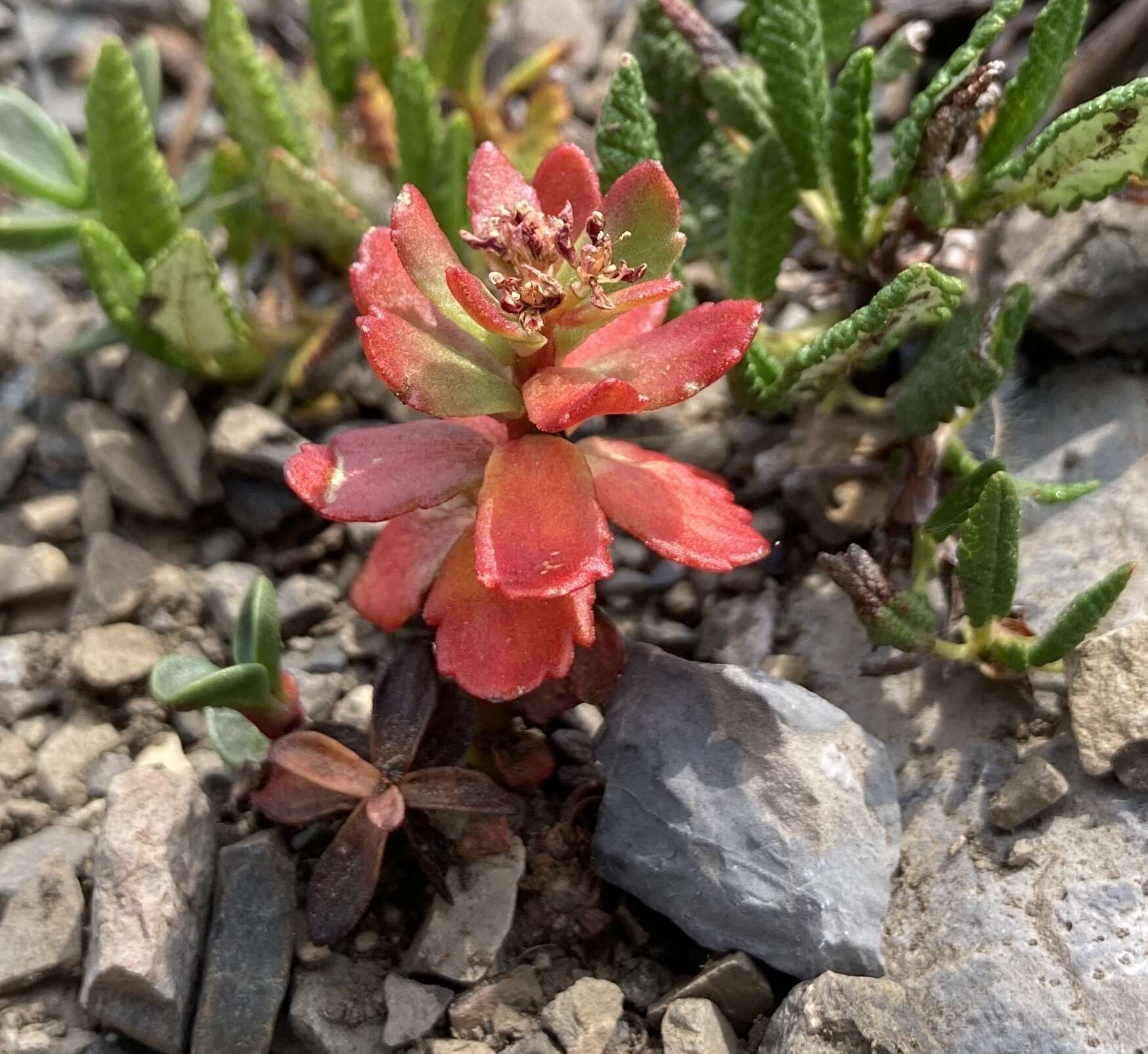 Image of ledge stonecrop