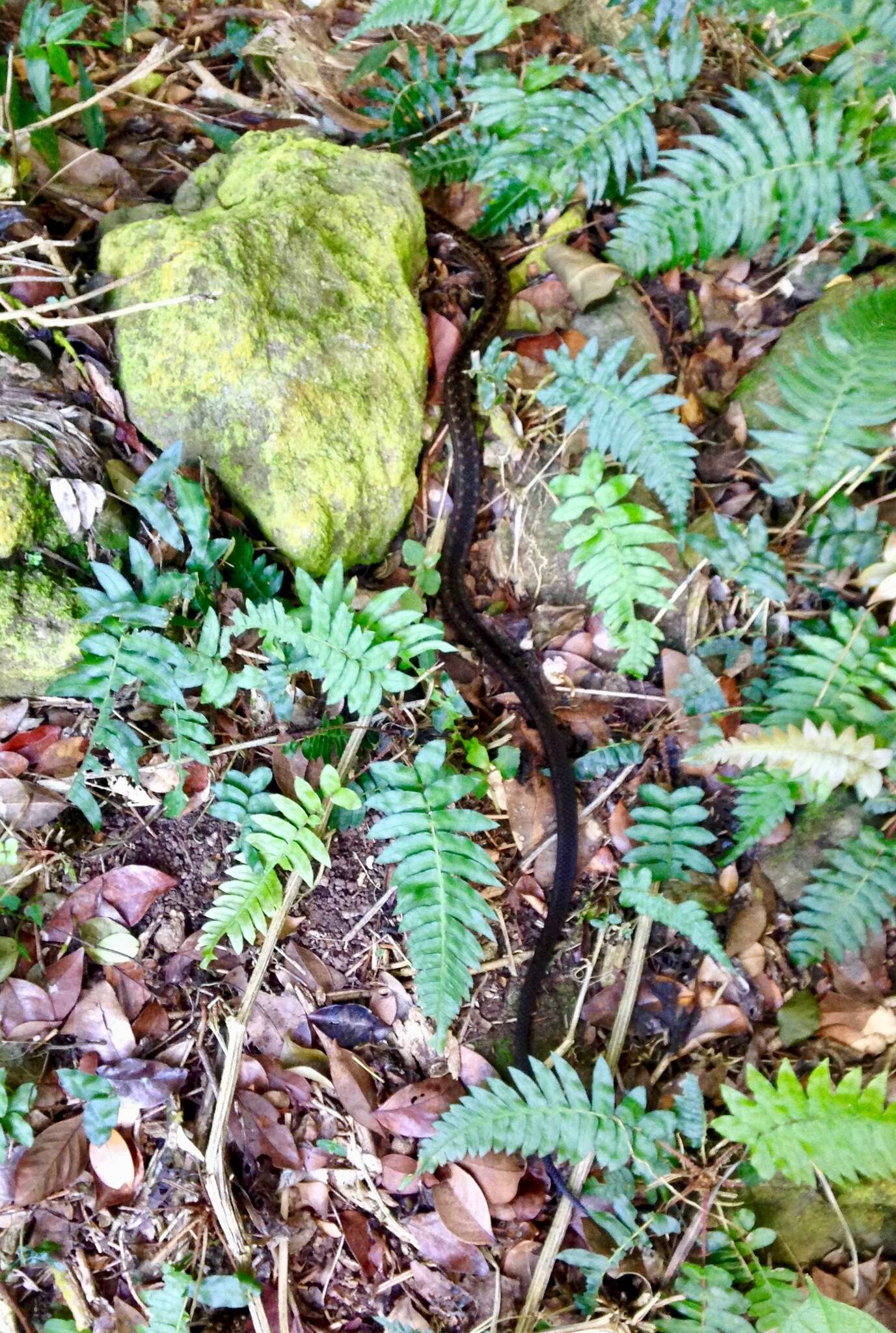 Image of Orange-bellied Racer