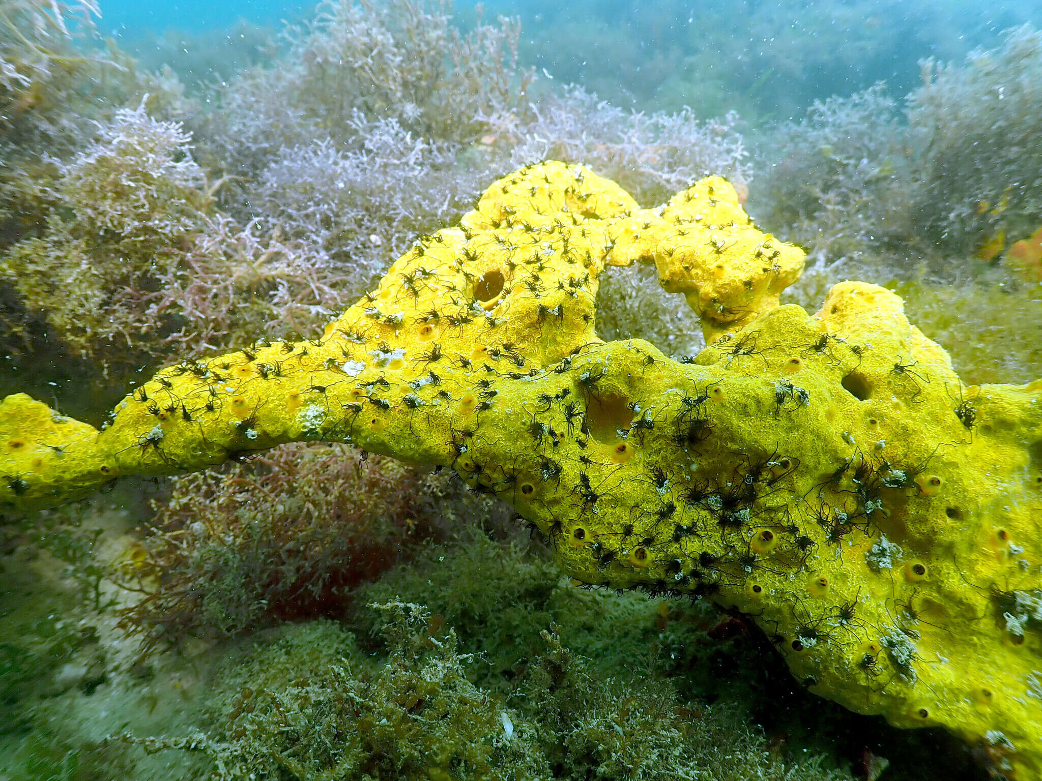 Image of red boring sponge