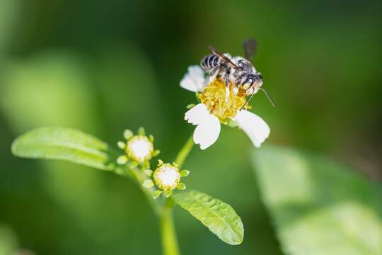 Image of Hoary Leaf-cutter Bee