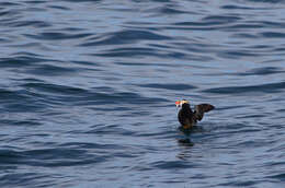 Image of Tufted Puffin