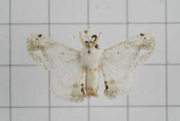 Image of Ernolatia moorei (Hutton 1865)