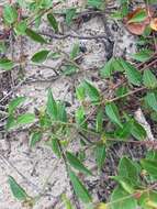 Microstachys corniculata (Vahl) A. Juss. ex Griseb. resmi