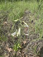 Image of Oklahoma beardtongue