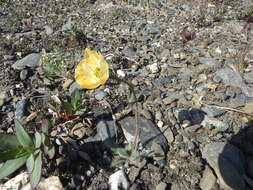 Image of Papaver calcareum V. V. Petrovskii