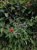 Image of Smallanthus oaxacanus (Sch. Bip. ex Klatt) H. Rob.