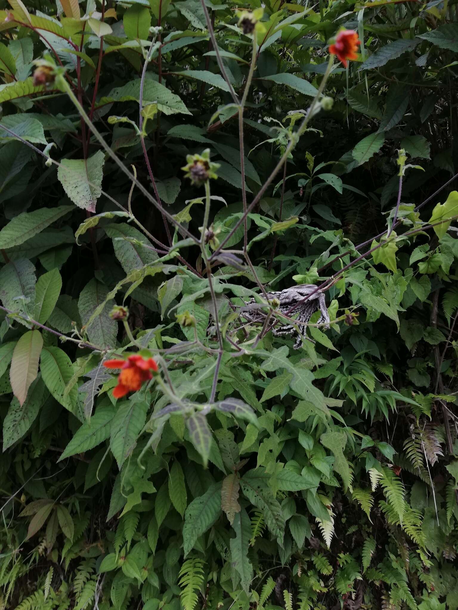 Image of Smallanthus oaxacanus (Sch. Bip. ex Klatt) H. Rob.