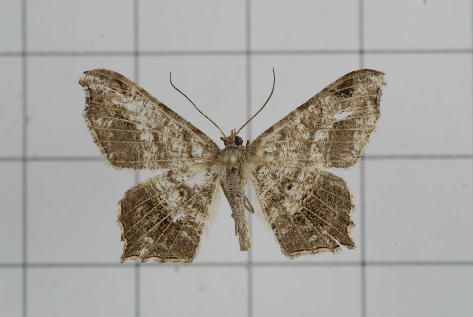 Image of Semiothisa emersaria Walker 1861