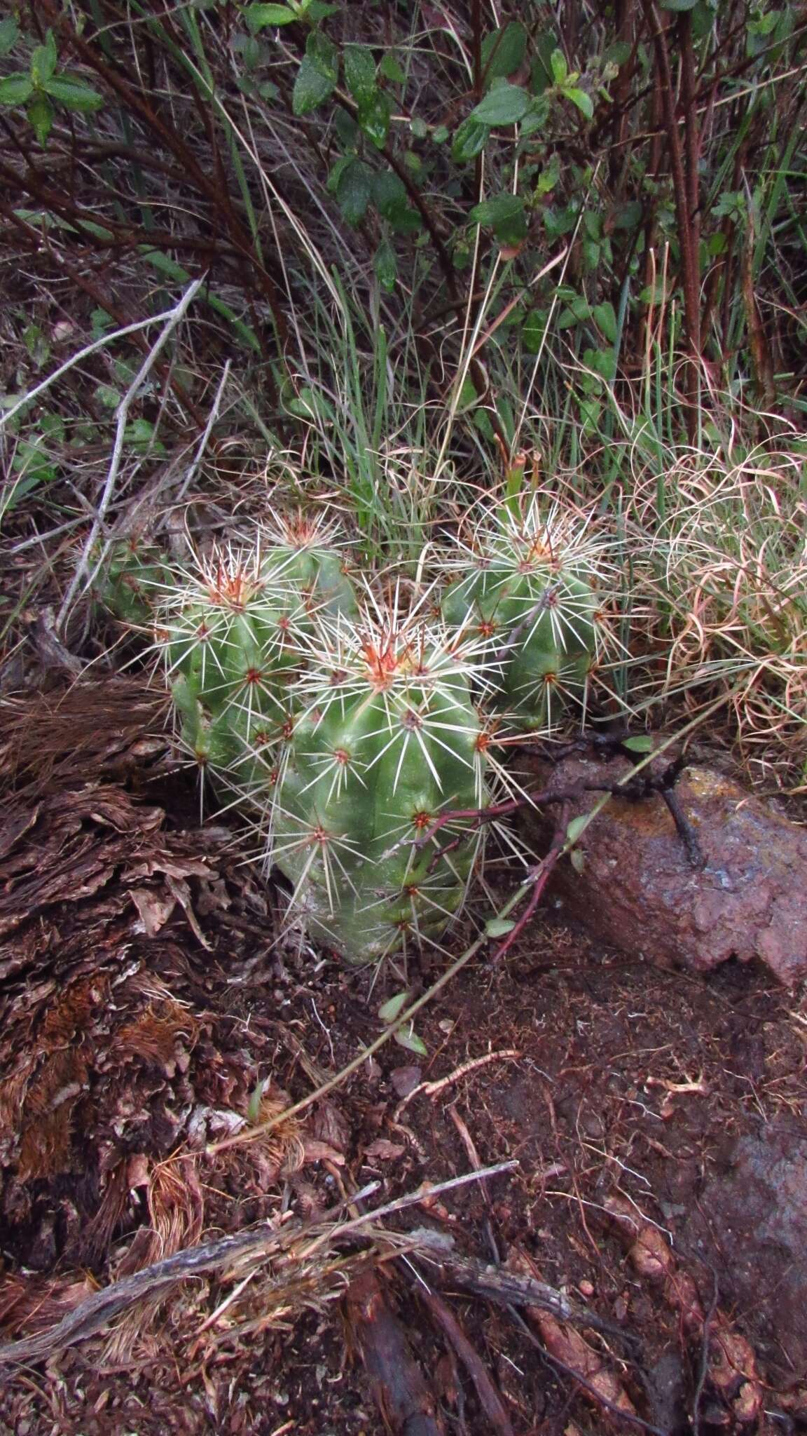 Image de Echinocereus cinerascens subsp. cinerascens