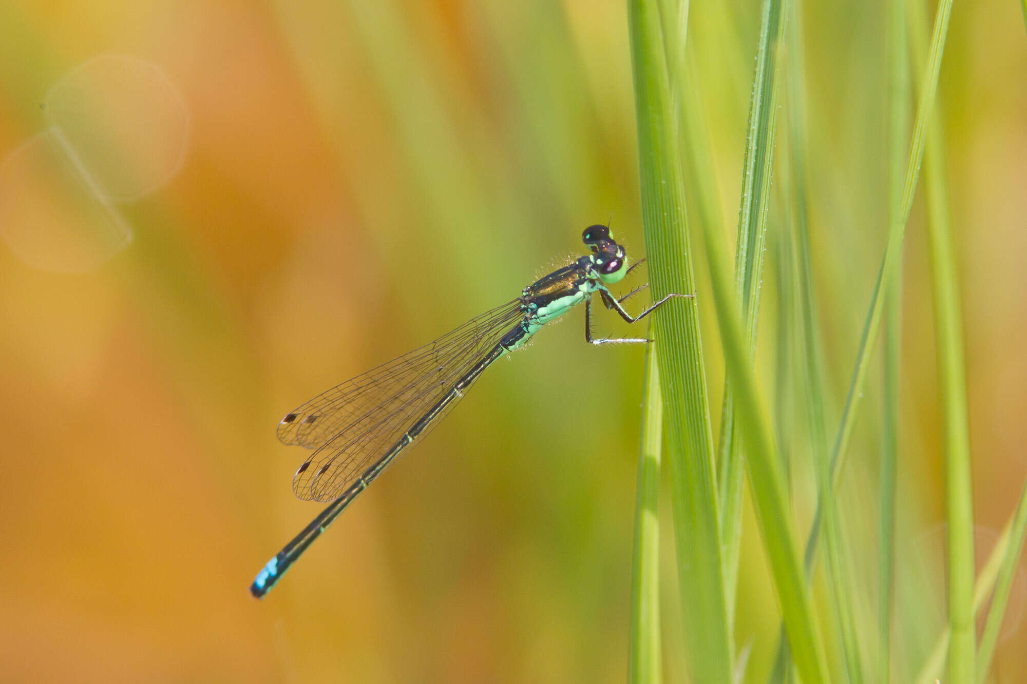 Image of Black-fronted Forktail