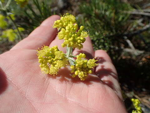 Image of sulphur-flower buckwheat