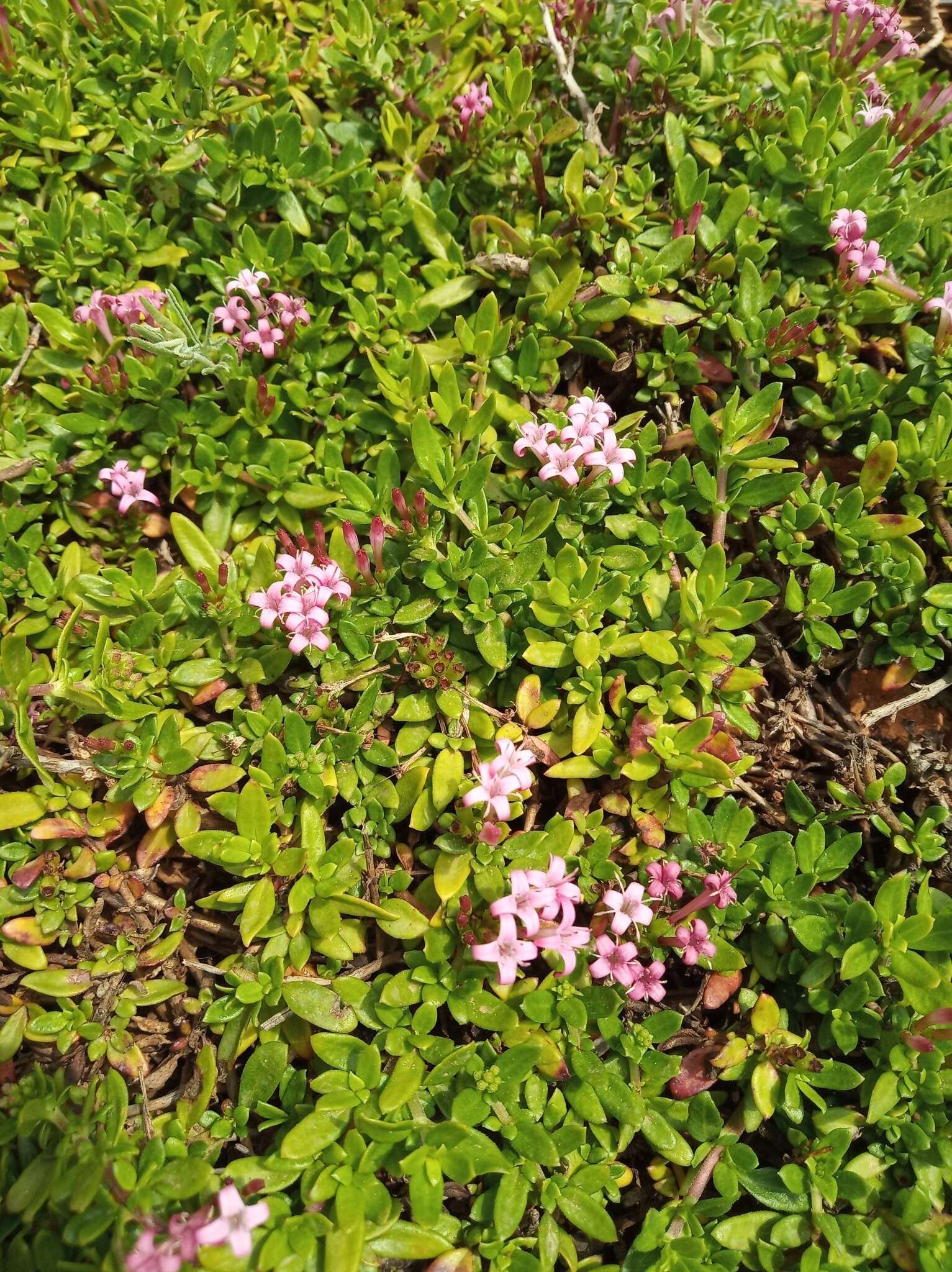 Image of Plocama calabrica (L. fil.) M. Backlund & Thulin