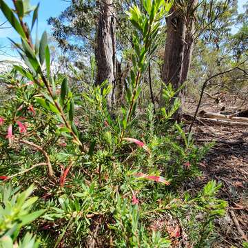 Image of Styphelia triflora Andr.