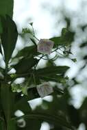 Image de Thiollierea parviflora (Schltr. & K. Krause) Barrabé & Mouly