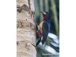 Image of Puerto Rican Woodpecker