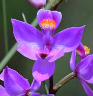 Calopogon multiflorus Lindl.的圖片