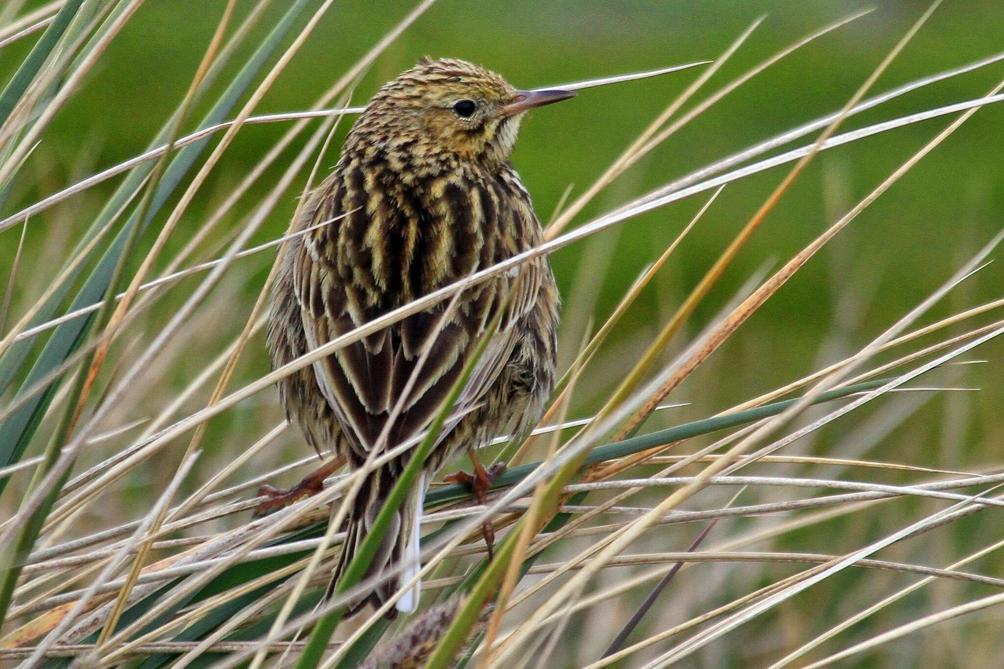 Image of South Georgia Pipit