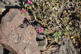 Image of Ruellia floribunda Hook.