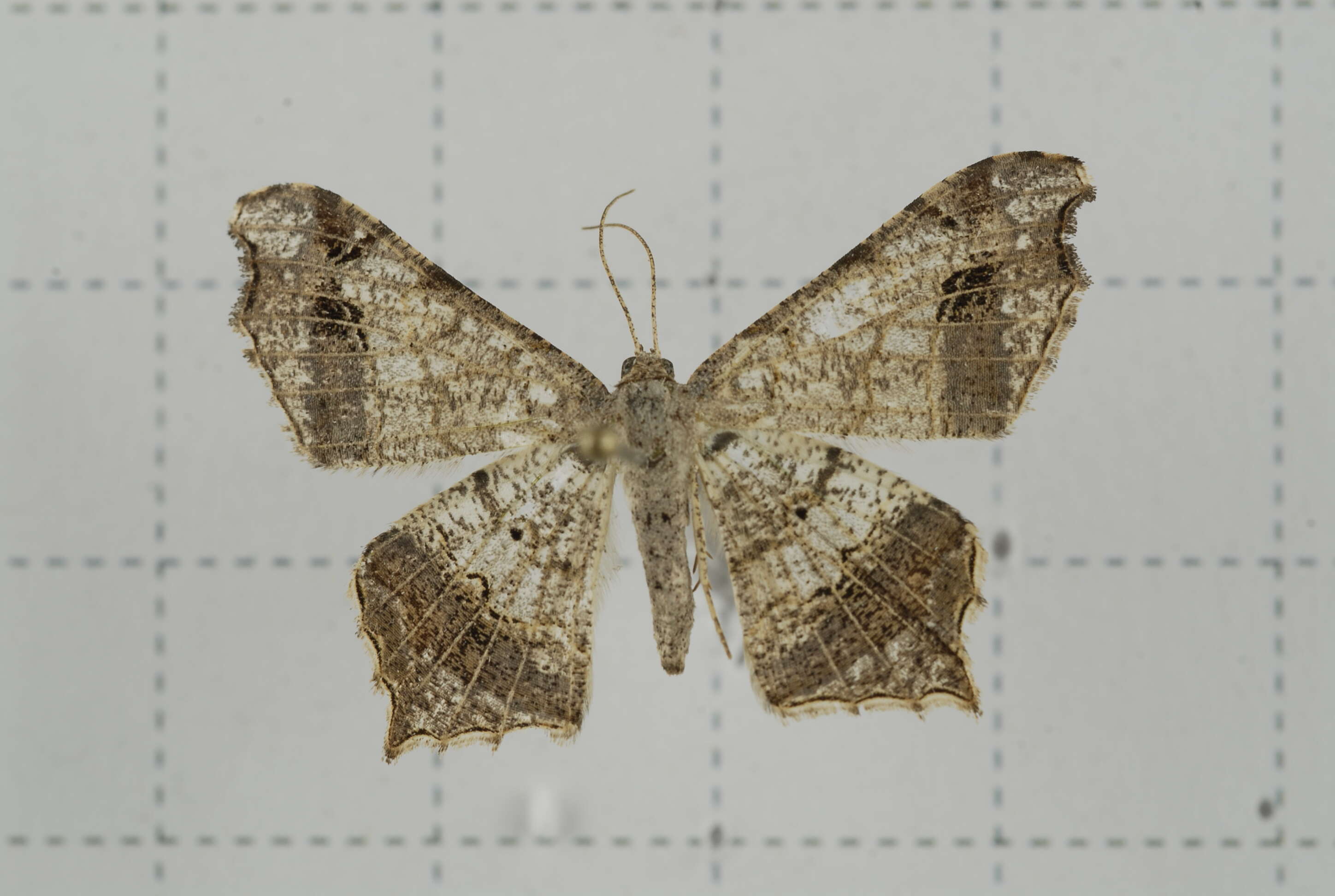 Image of Semiothisa emersaria Walker 1861