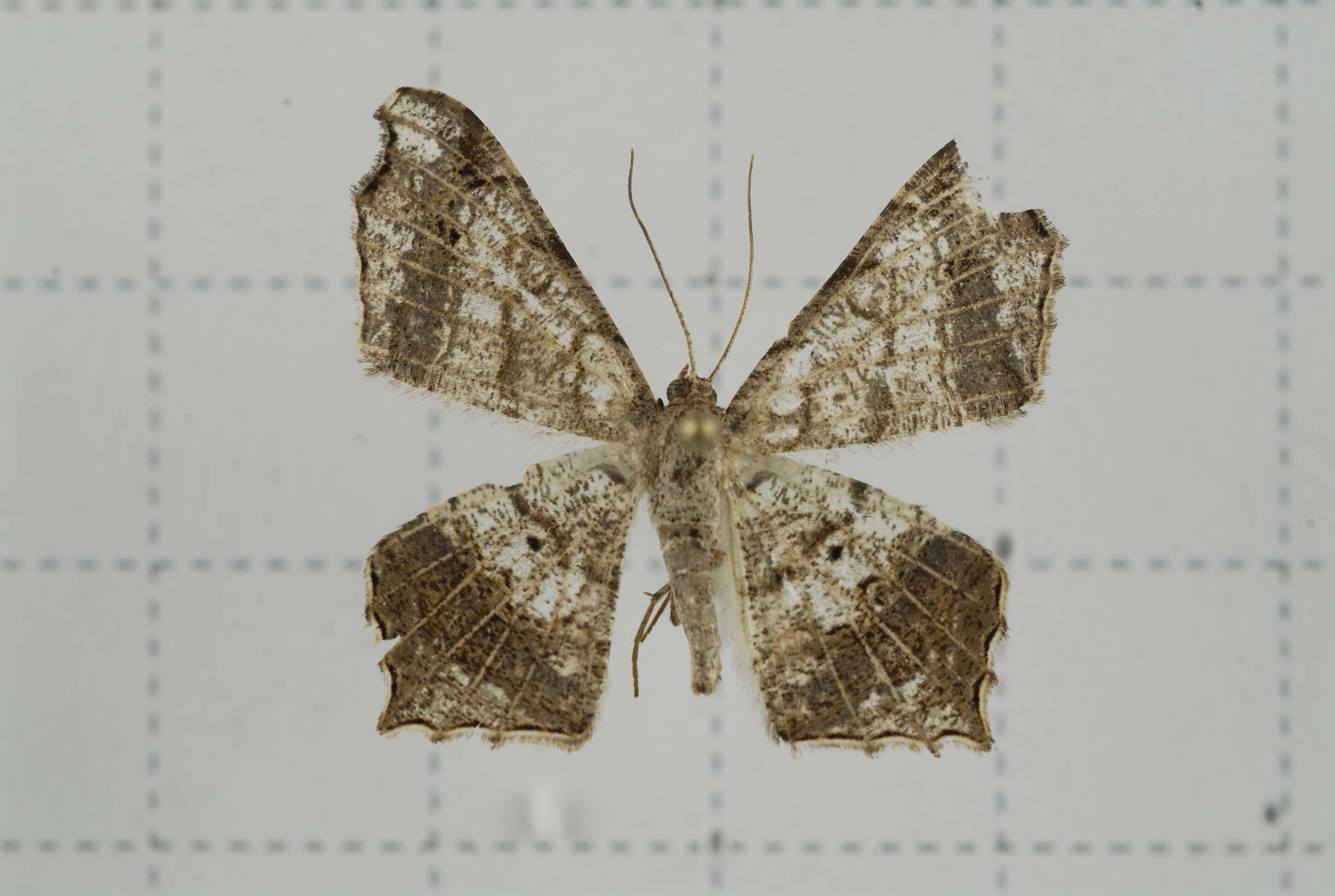 Image of Semiothisa emersaria Walker 1861