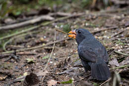 Image of Black-throated Grosbeak