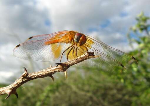 Imagem de <i>Trithemis kirbyi ardens</i> Gerstaecker 1891