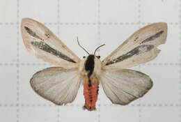 صورة Creatonotos gangis Linnaeus 1763