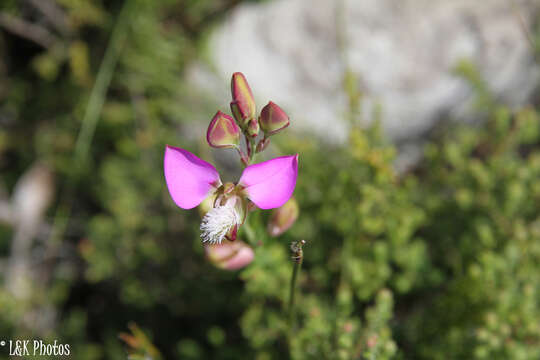 Image of Polygala bracteolata L.