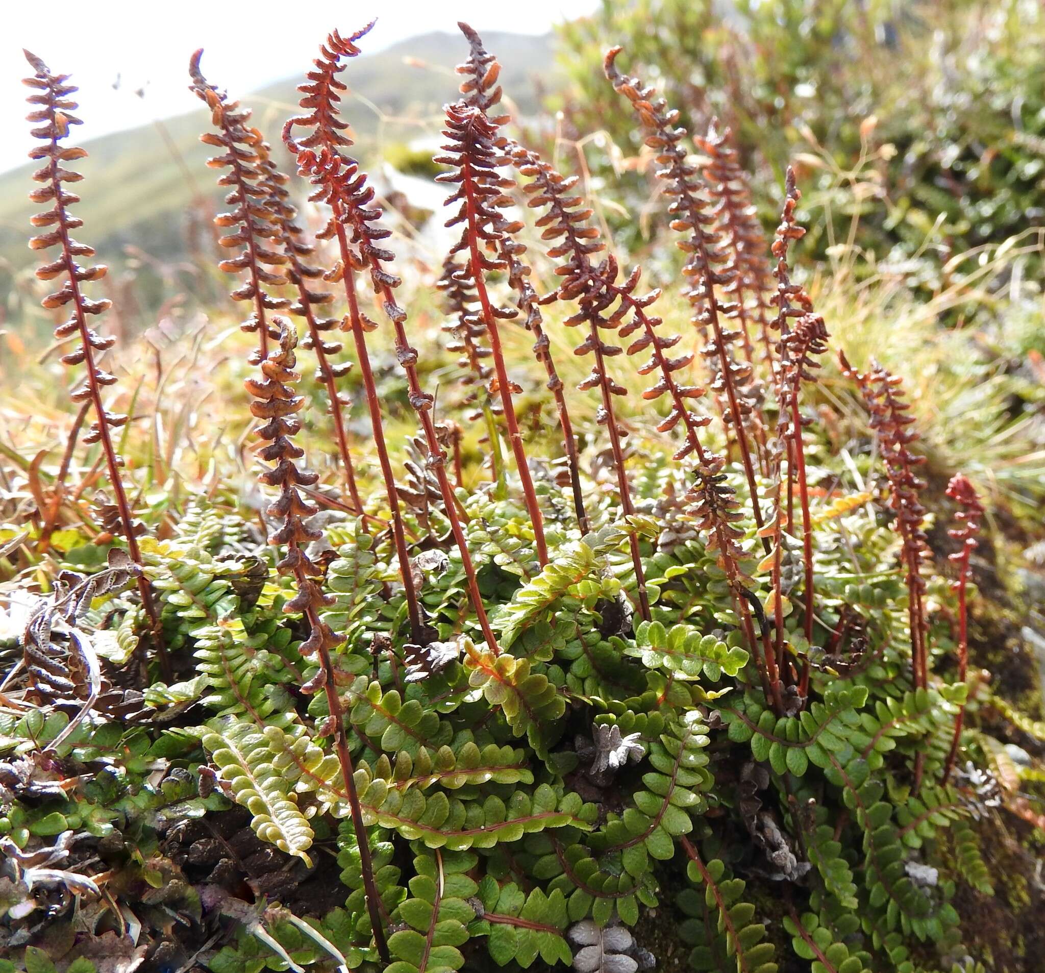 Image de Austroblechnum penna-marina subsp. alpina (R. Br.)