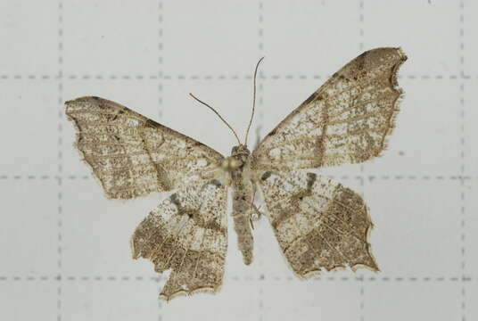 Image of Semiothisa emersaria Walker 1861