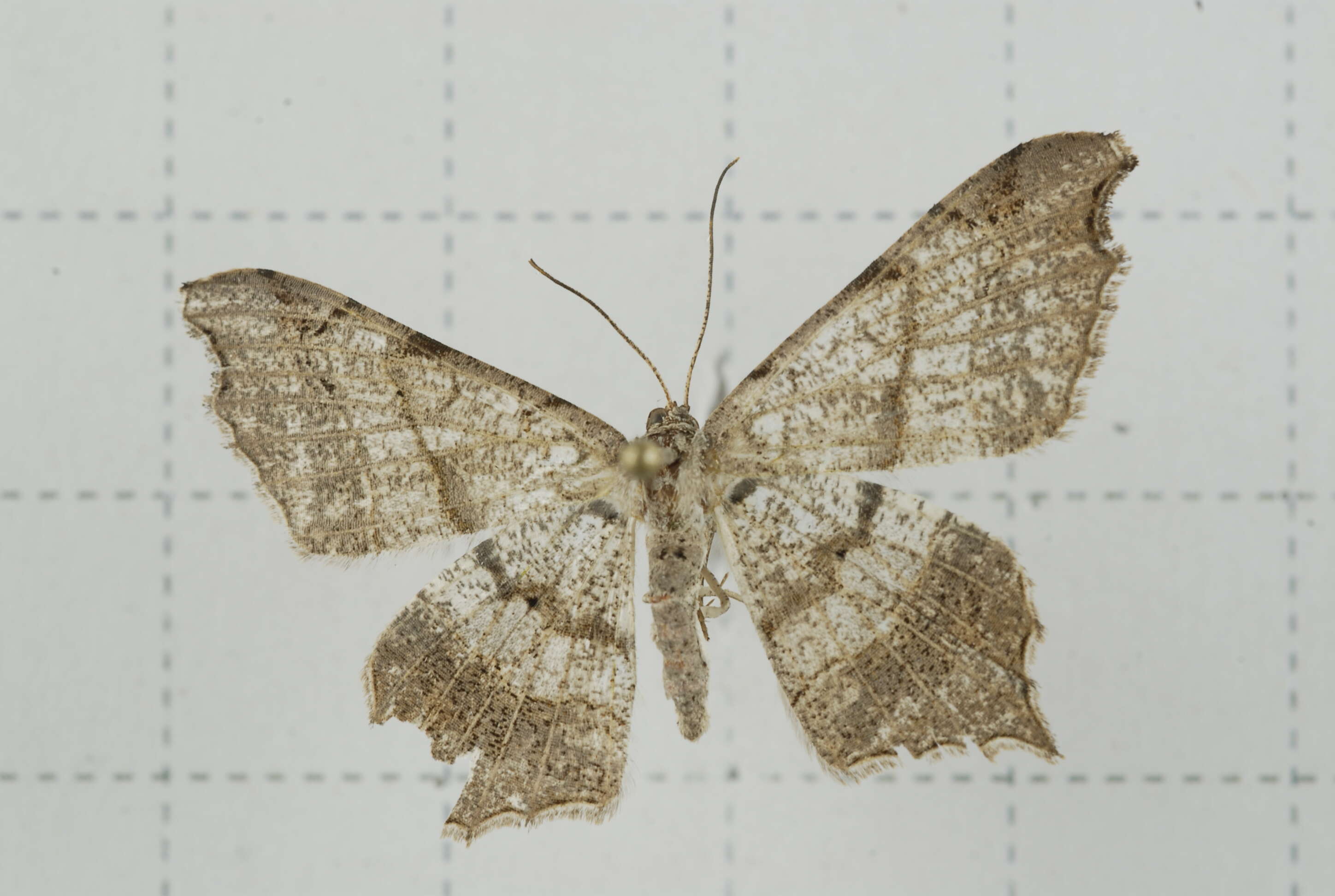 Image of Semiothisa emersaria Walker 1861