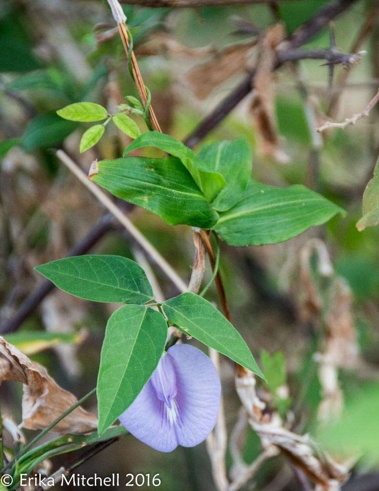 Image of spurred butterfly pea