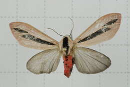 صورة Creatonotos gangis Linnaeus 1763