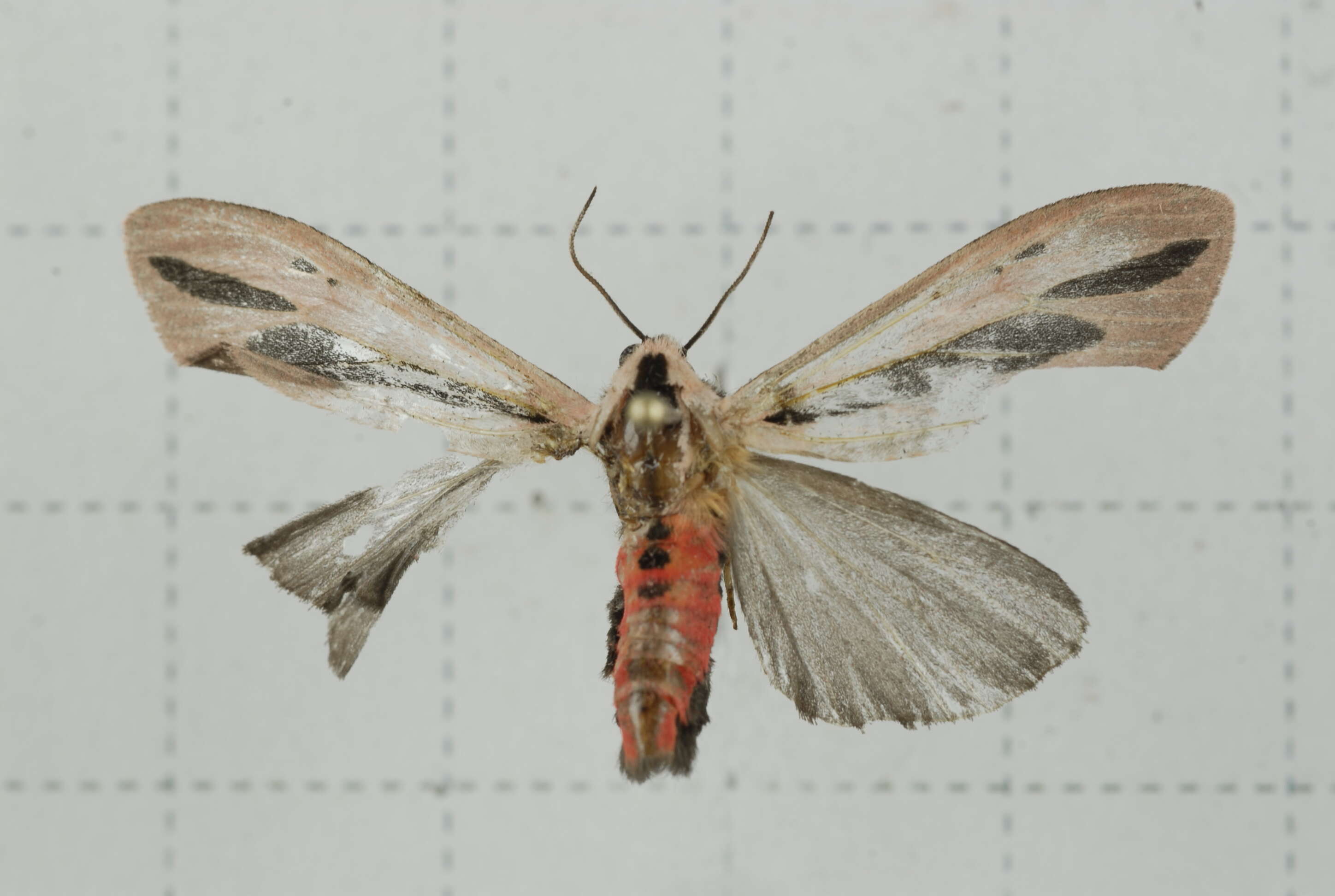 صورة Creatonotos gangis Linnaeus 1763