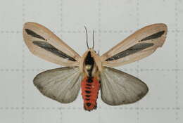 صورة Creatonotos gangis Linnaeus 1763