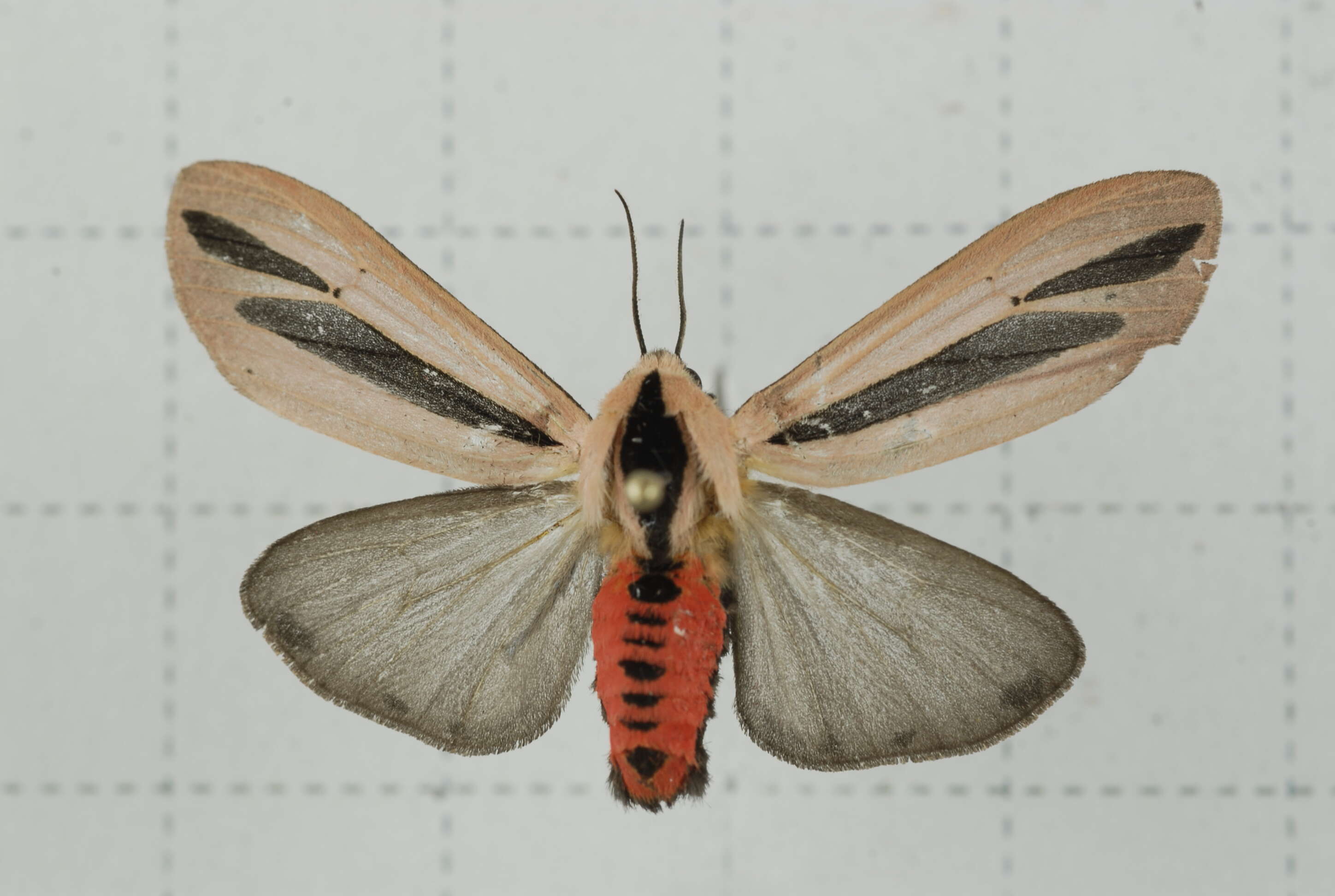 صورة Creatonotos gangis Linnaeus 1763