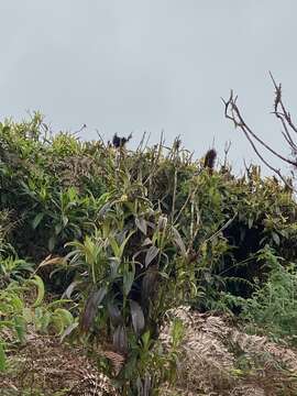 Image of Miconia robinsoniana Cogn.