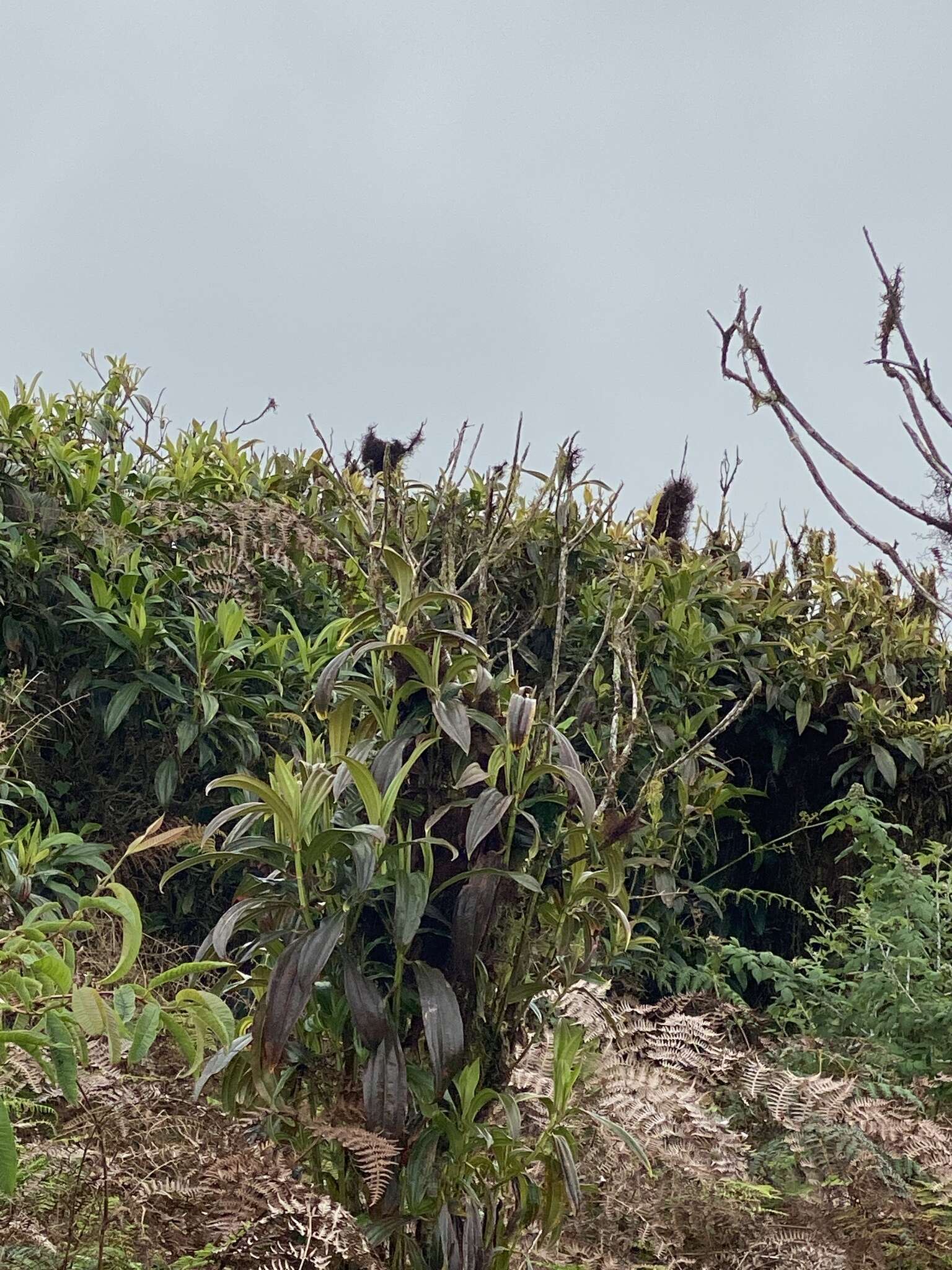 Image of Miconia robinsoniana Cogn.