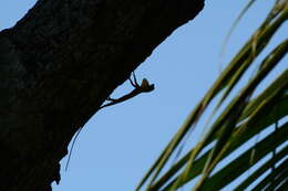 Image of Sulawesi Lined Gliding Lizard