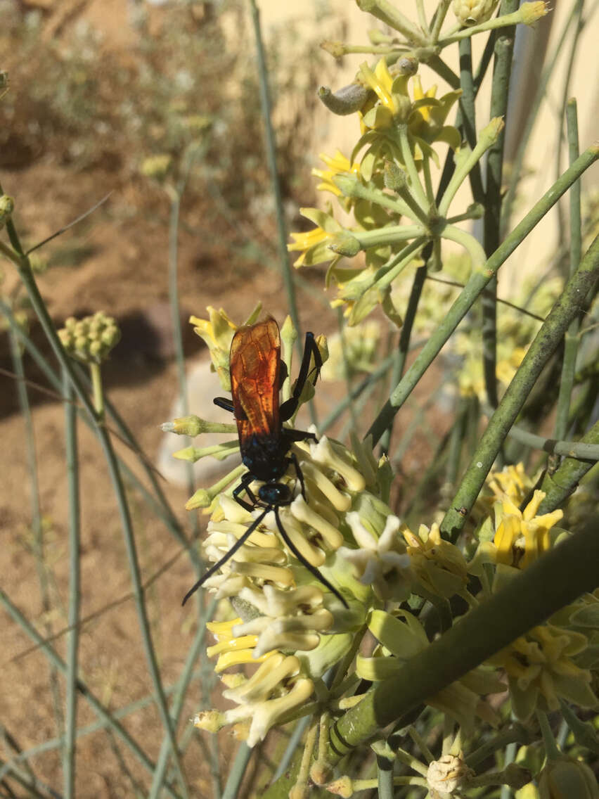 Image of Tarantula Hawk