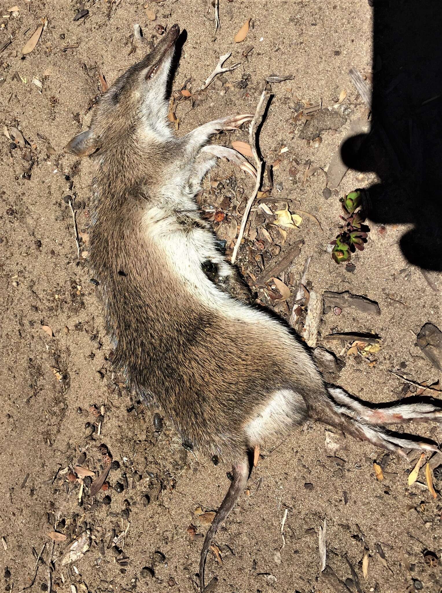 Image of Long-nosed Bandicoot