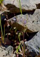 Image of Small-flower Tonella