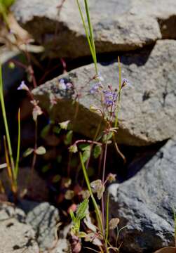 Image of Small-flower Tonella