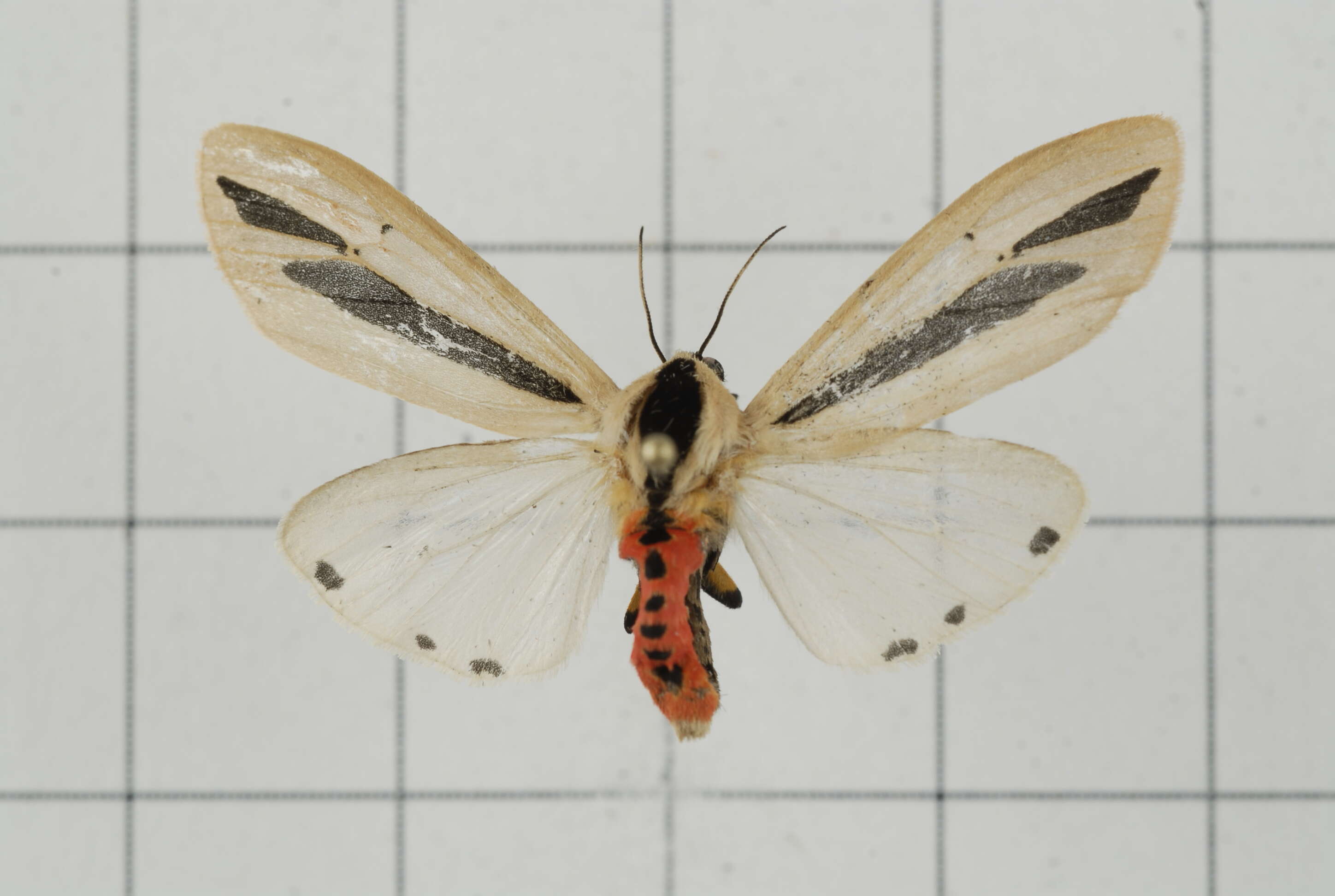 صورة Creatonotos gangis Linnaeus 1763