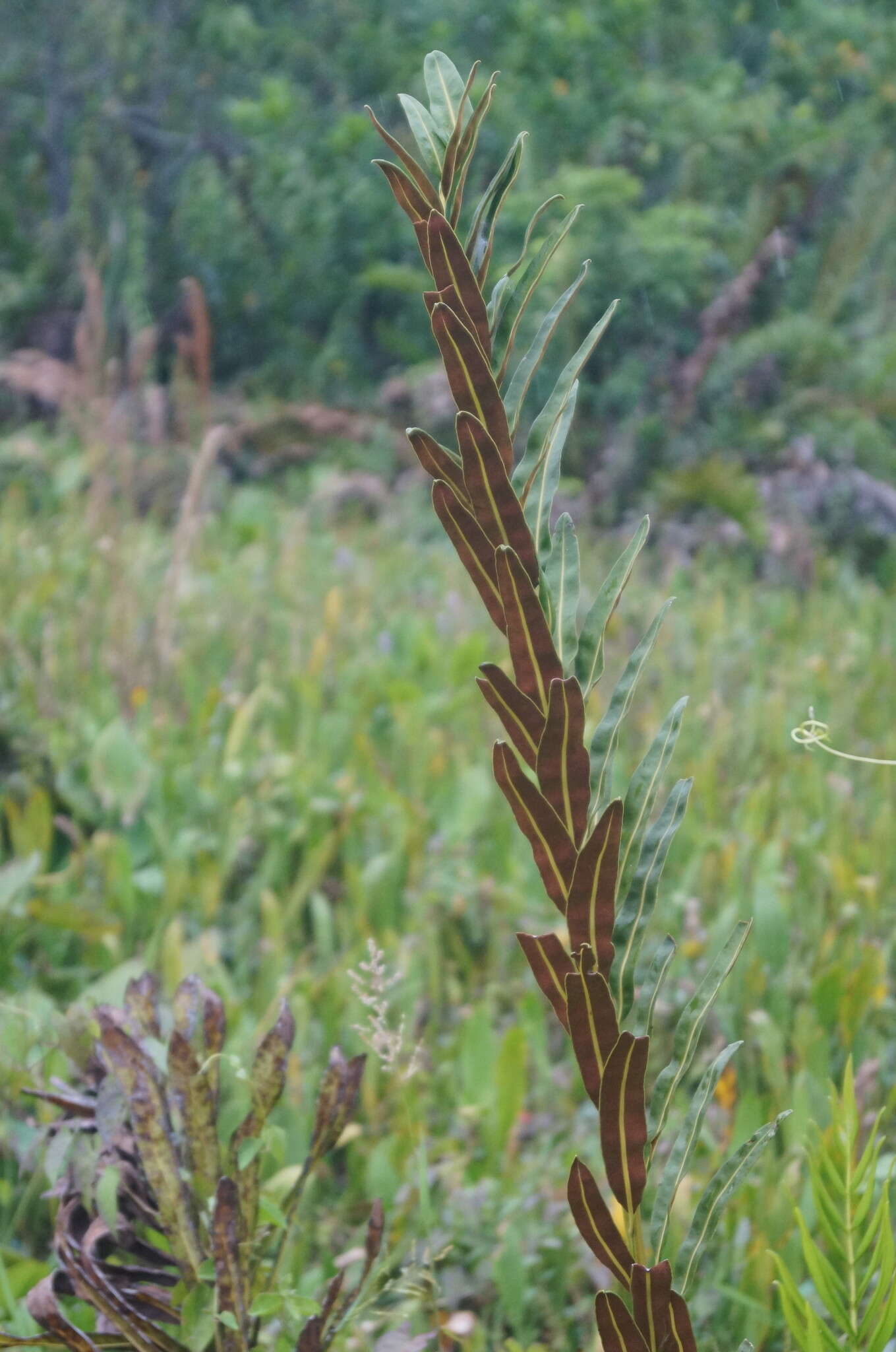 Image of Golden Leather Fern