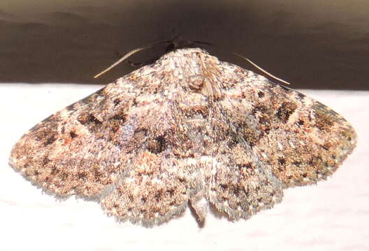 Image of Common Fungus Moth