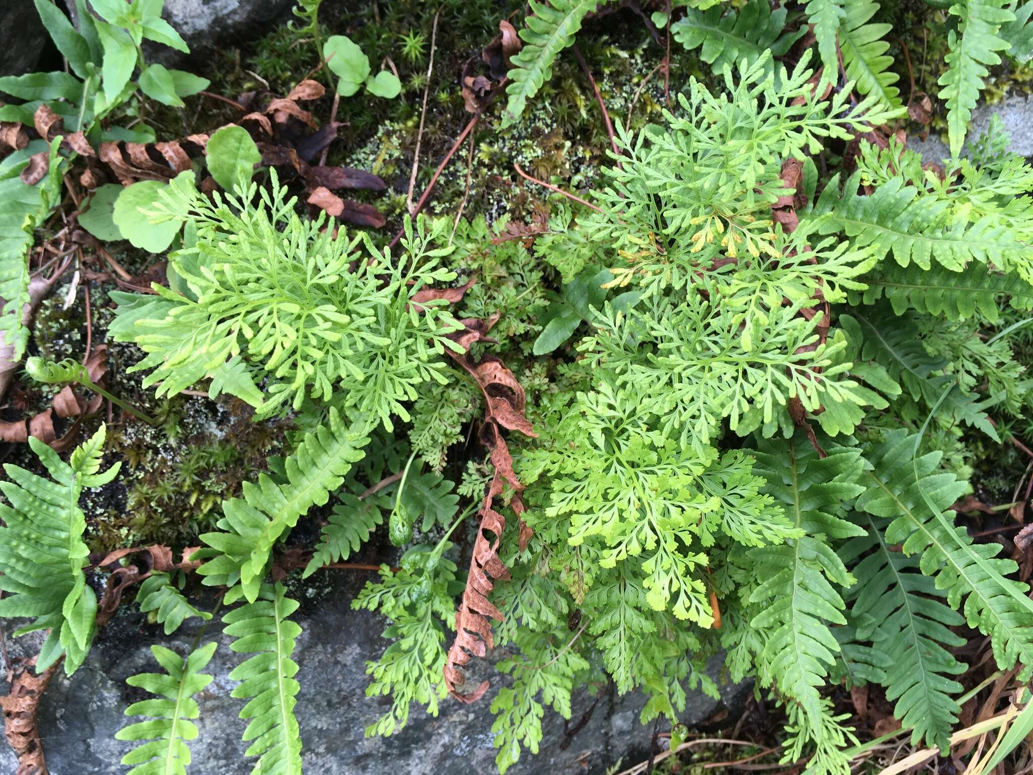 Image of parsley fern