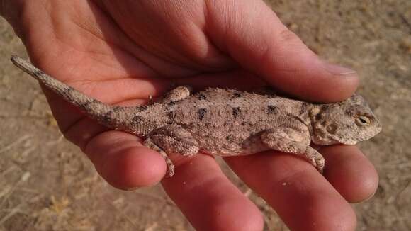 Image of Peters' ground agama