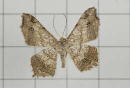 Image of Semiothisa emersaria Walker 1861