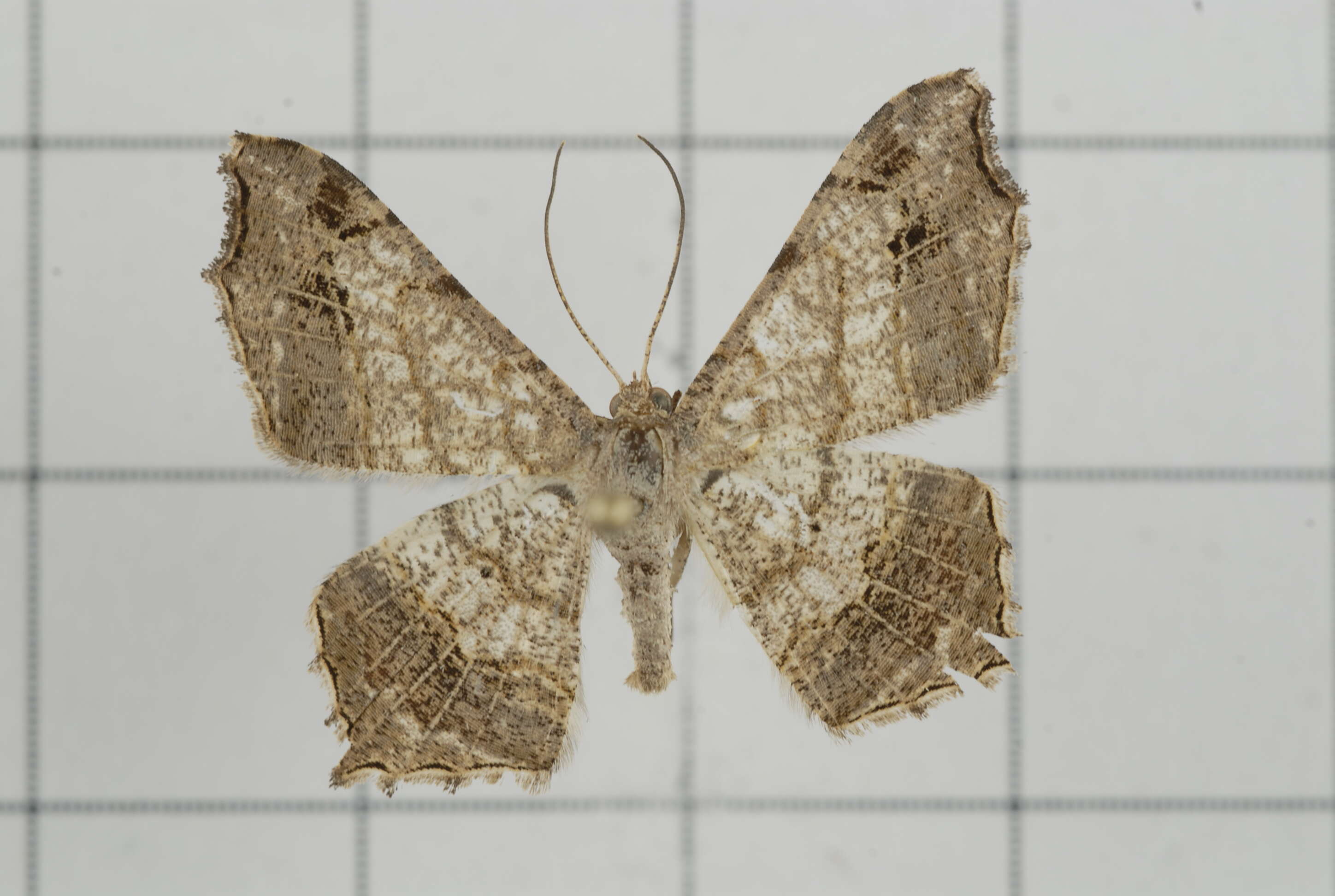 Image of Semiothisa emersaria Walker 1861